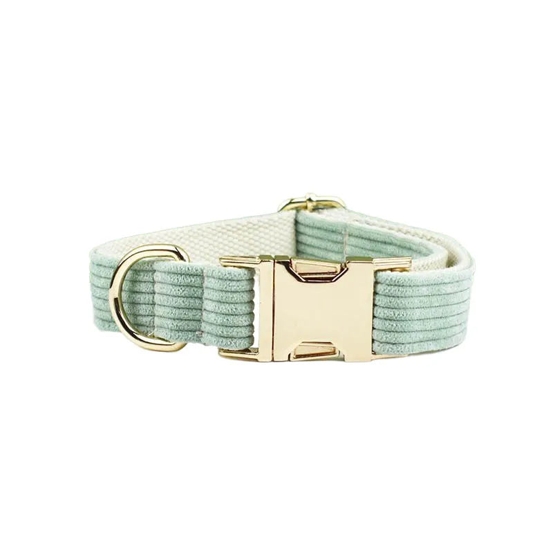 Mint green dog collar with gold buckle on a white background