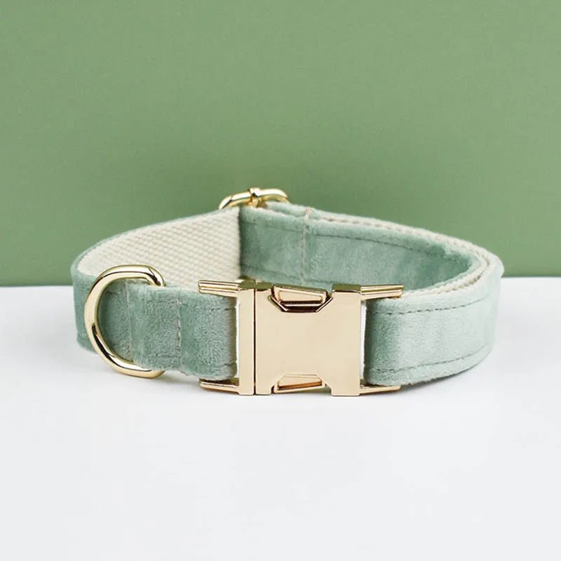 Green dog collar with gold buckle on a white surface and green background