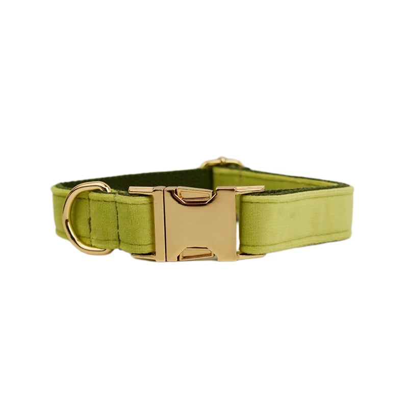 Green dog collar with a gold buckle on a white background