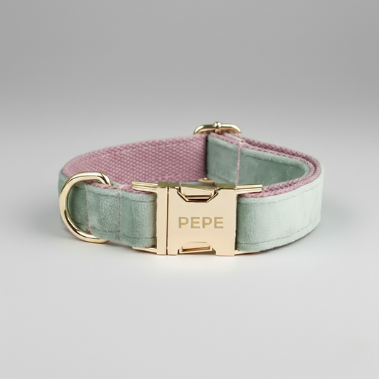 Two-tone pink and green dog collar with gold buckle on a gray background
