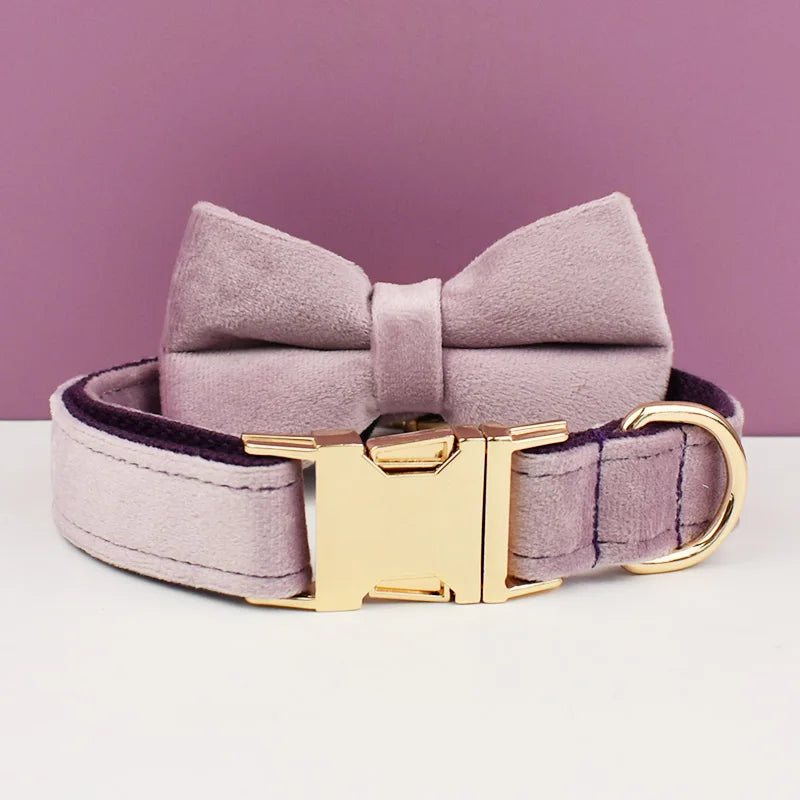 Dog collar with a bow tie and gold buckle on a white surface with a purple background