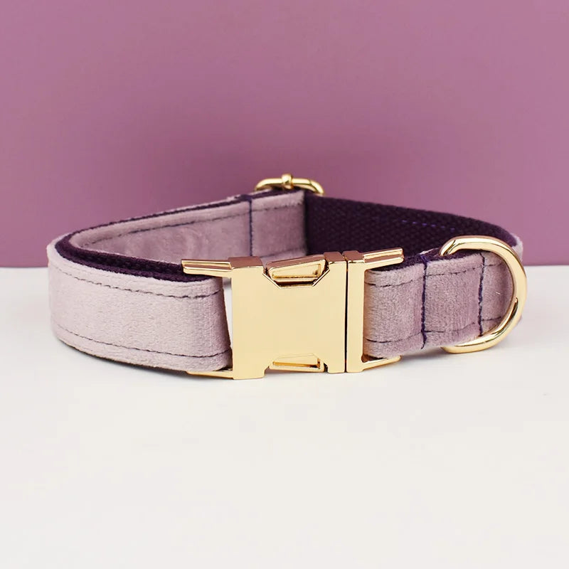 Dog collar with gold buckle on a white surface against a purple background