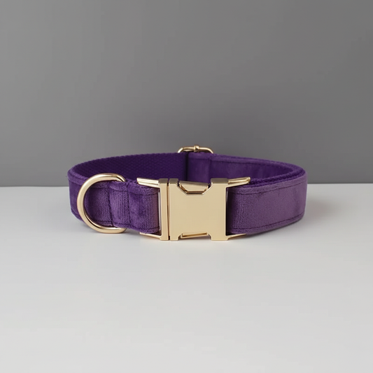 Purple dog collar with gold hardware on a gray background