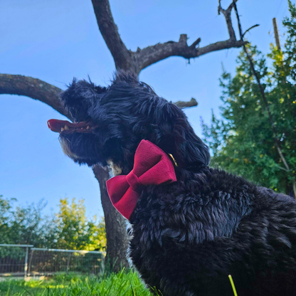 Velvet Charm Collection - Ruby Edition