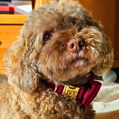 Velvet Charm Collection - Ruby Edition