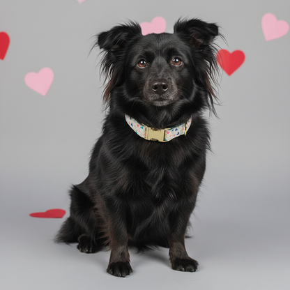 Black dog with a colorful collar sitting on a gray background with heart shapes.