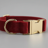 Red dog collar with a gold buckle on a gray background