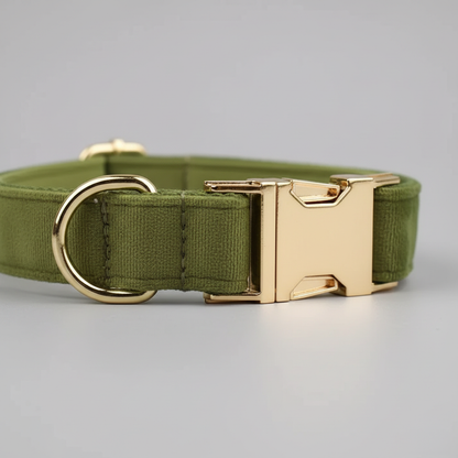 Green dog collar with gold buckle on a gray background