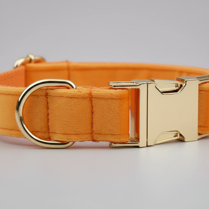 Orange dog collar with gold hardware on a light gray background