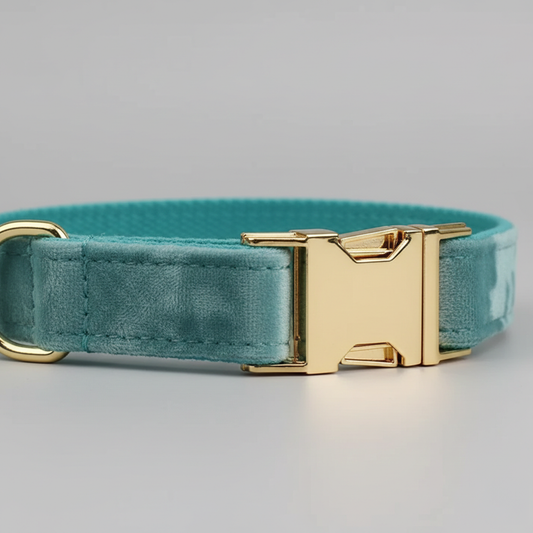 Teal dog collar with a gold buckle on a light gray background