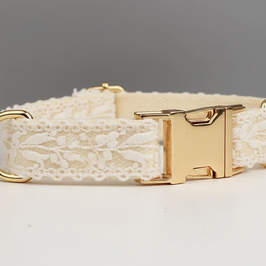 Dog collar with gold buckle on a gray background
