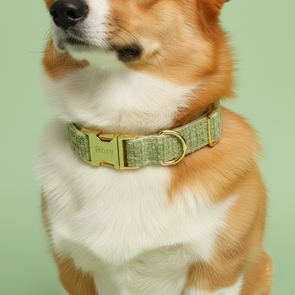 Dog wearing a green collar with a gold buckle on a light green background