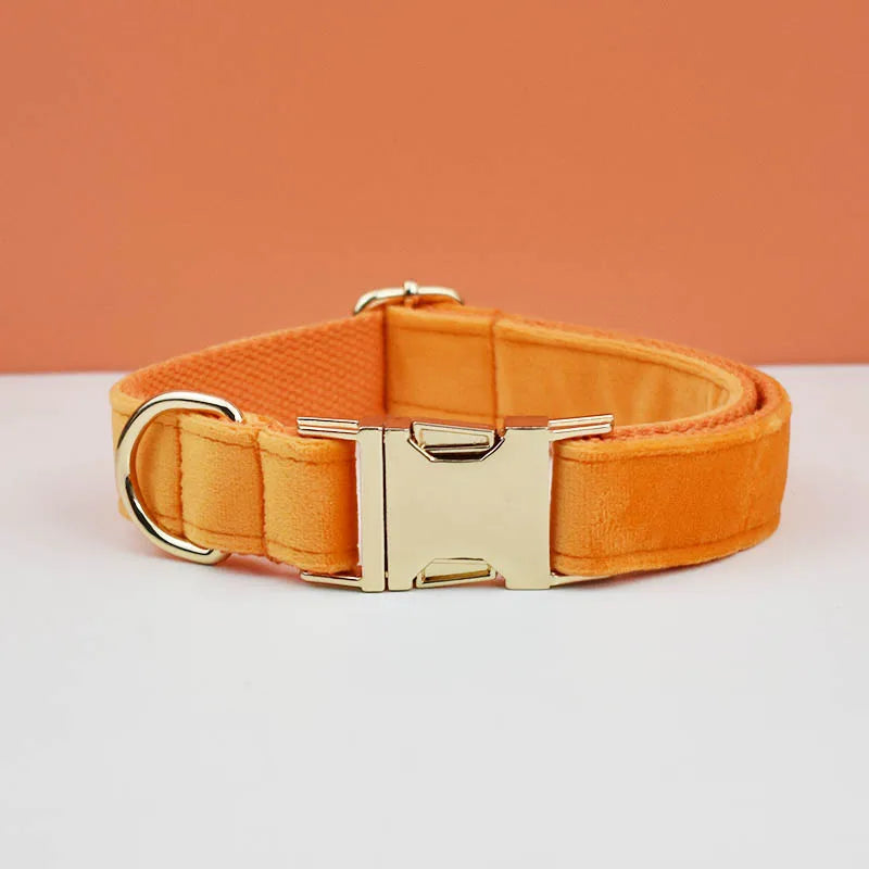 Orange dog collar with gold buckle on a white surface with an orange background