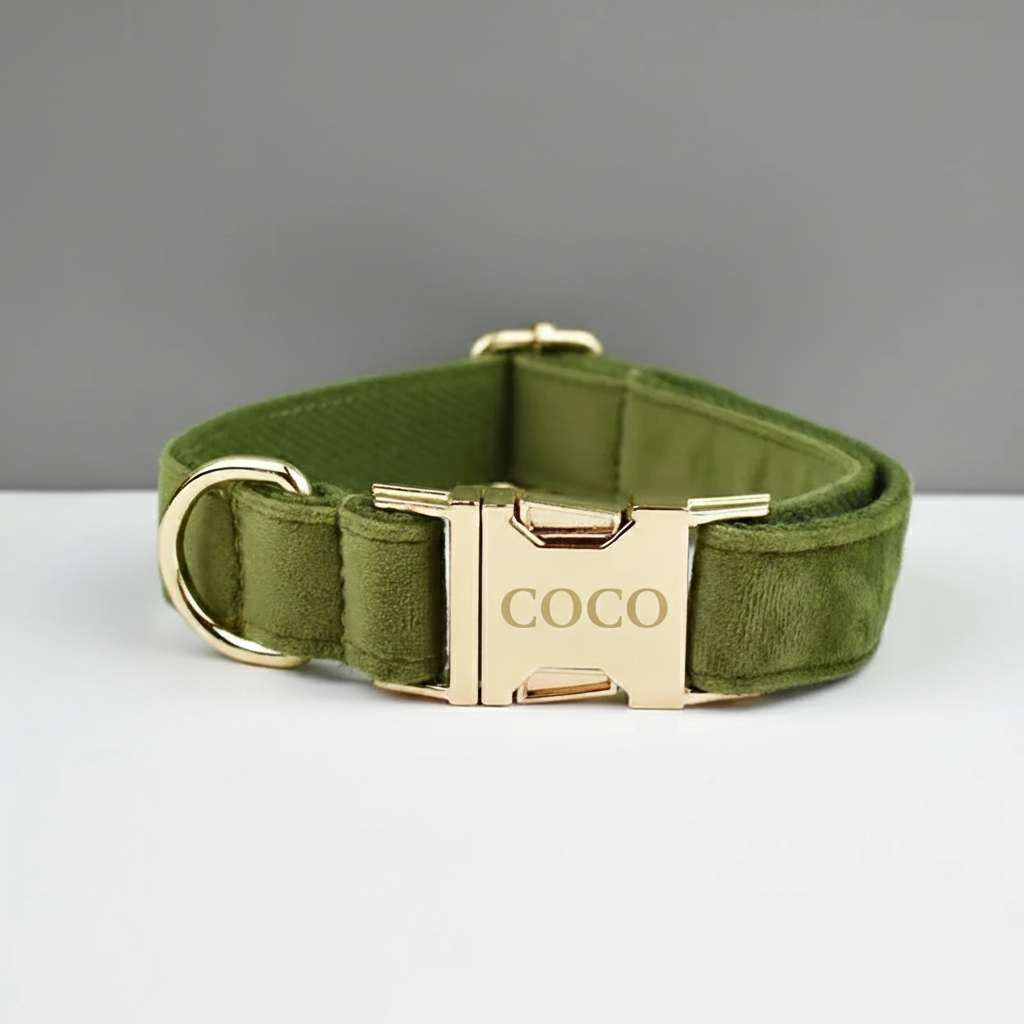 Green dog collar with gold hardware on a gray background