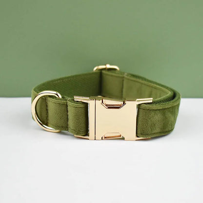 Green dog collar with gold hardware on a green background
