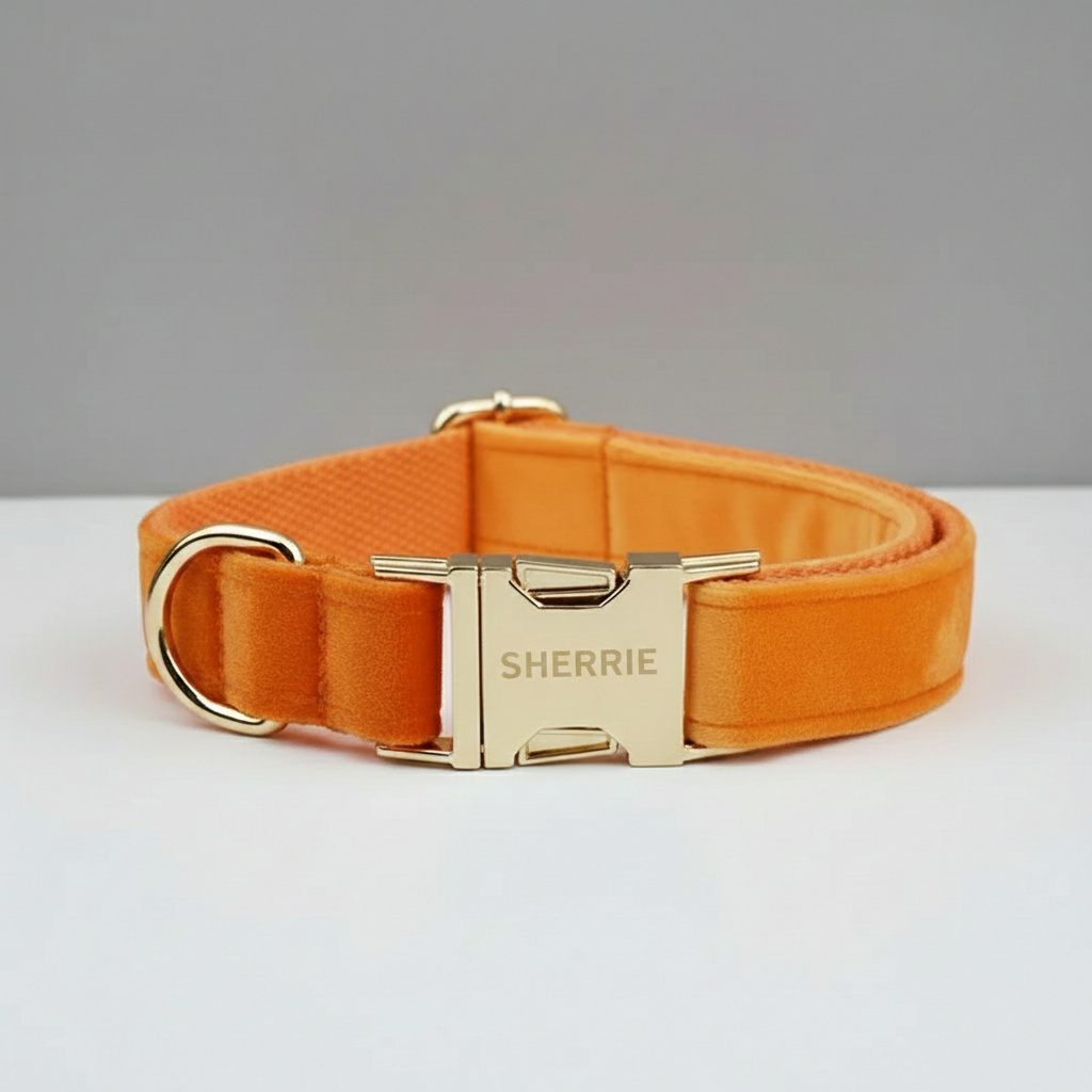 Orange dog collar with gold hardware on a gray background