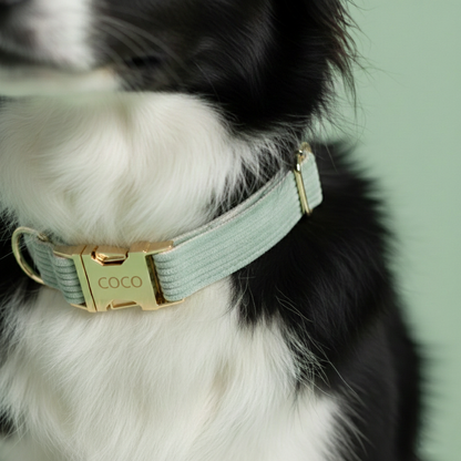 Dog wearing a light green collar with a gold buckle labeled 'COCO' on a green background