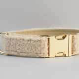 Dog collar with gold buckle on a gray background