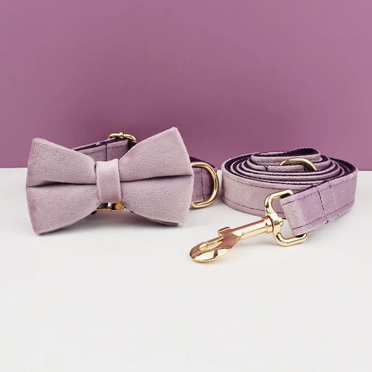 Dog collar with bow tie and matching leash on a purple background