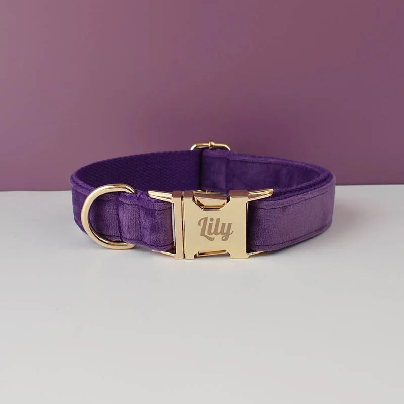 Purple dog collar with gold buckle and 'Lily' engraving on a purple background