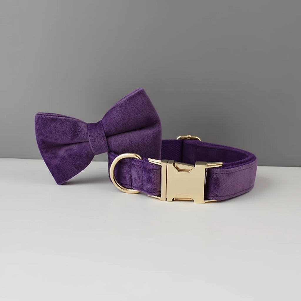 Purple bow tie and collar set on a gray background