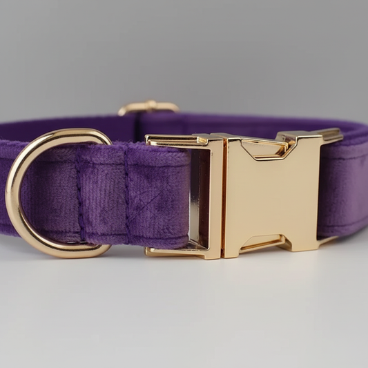 Purple dog collar with a gold buckle on a gray background