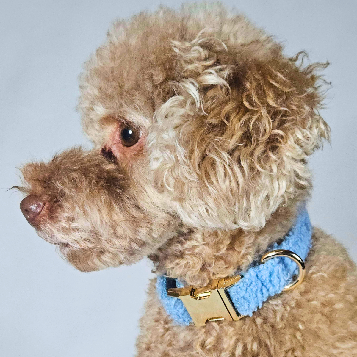Close-up of a dog wearing a blue collar with a gold buckle on a light gray background