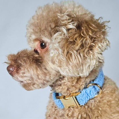 Close-up of a dog wearing a blue collar with a gold buckle on a light gray background